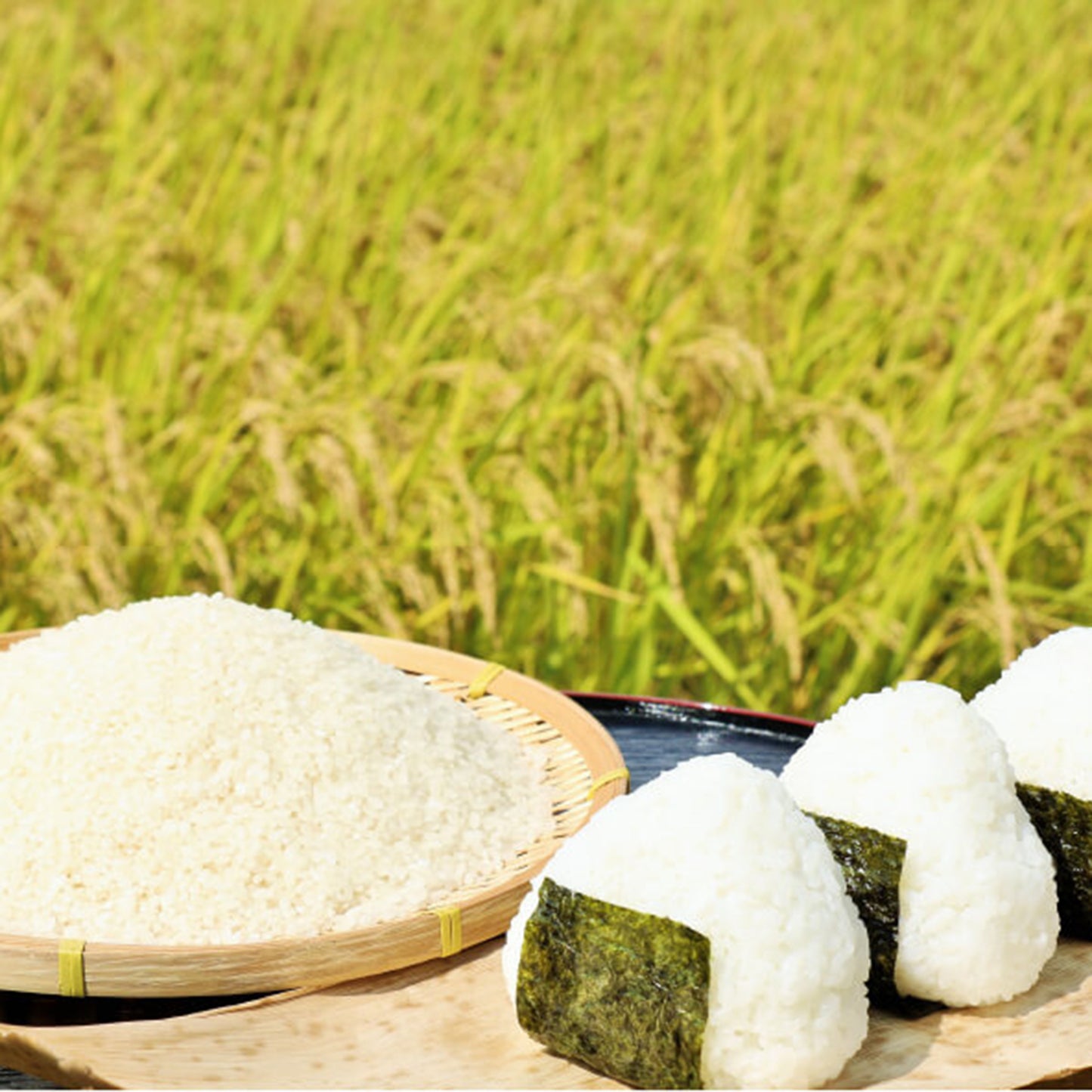 【令和7年度産 新米】土佐コシヒカリ5kg