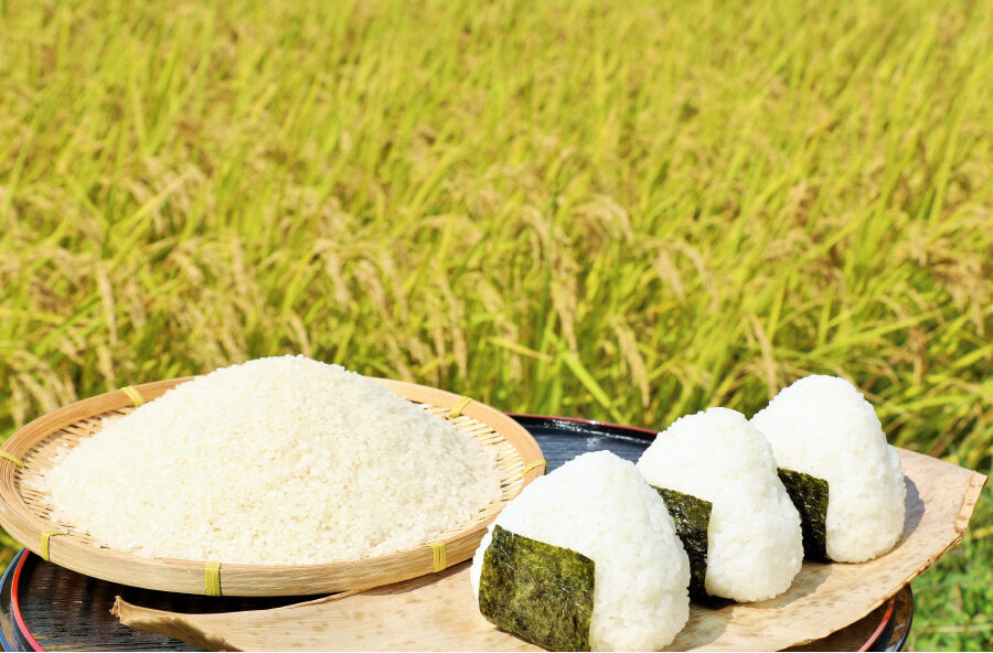 🌾✨高知県産コシヒカリの魅力に迫る！✨🌾